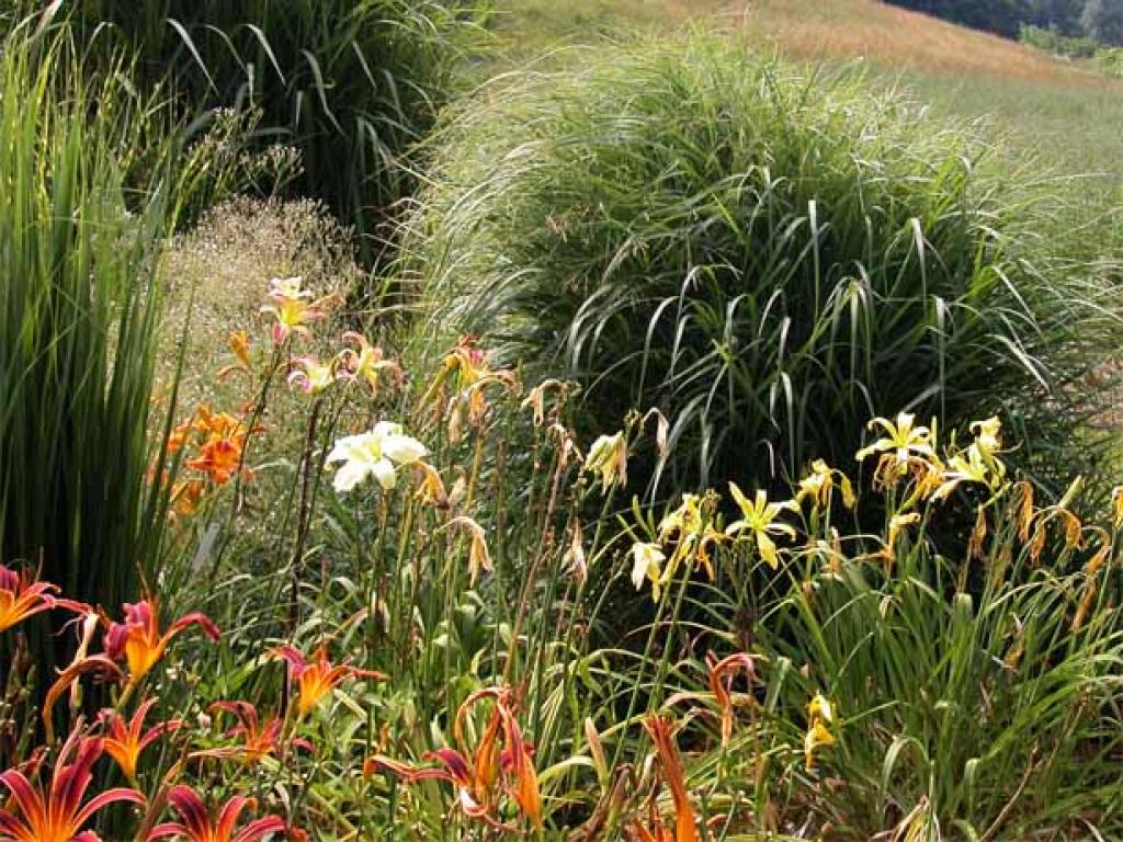 Le graminacee ornamentali