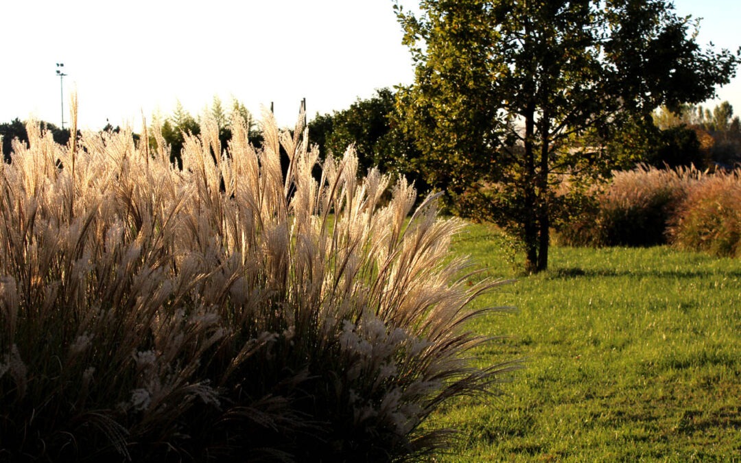 Giardino aziendale Ferrara