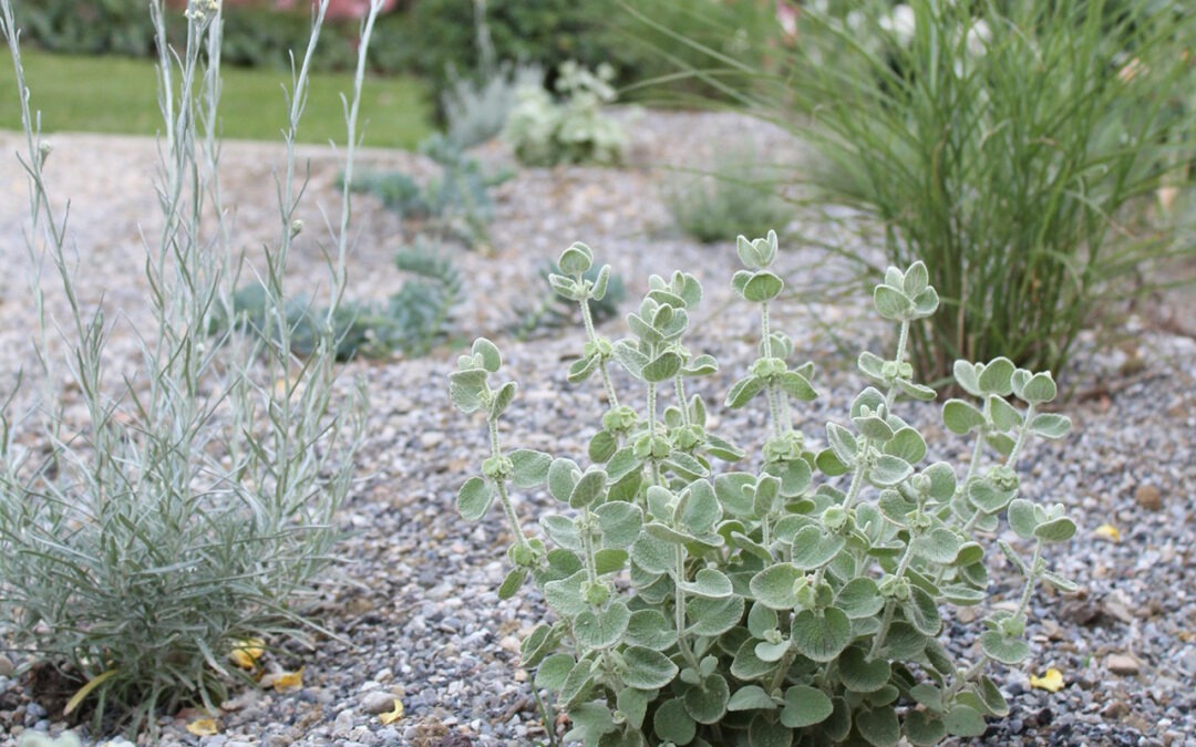 lI mio Dry Garden all’impianto