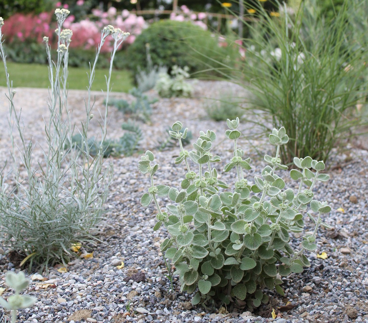 DryGarden