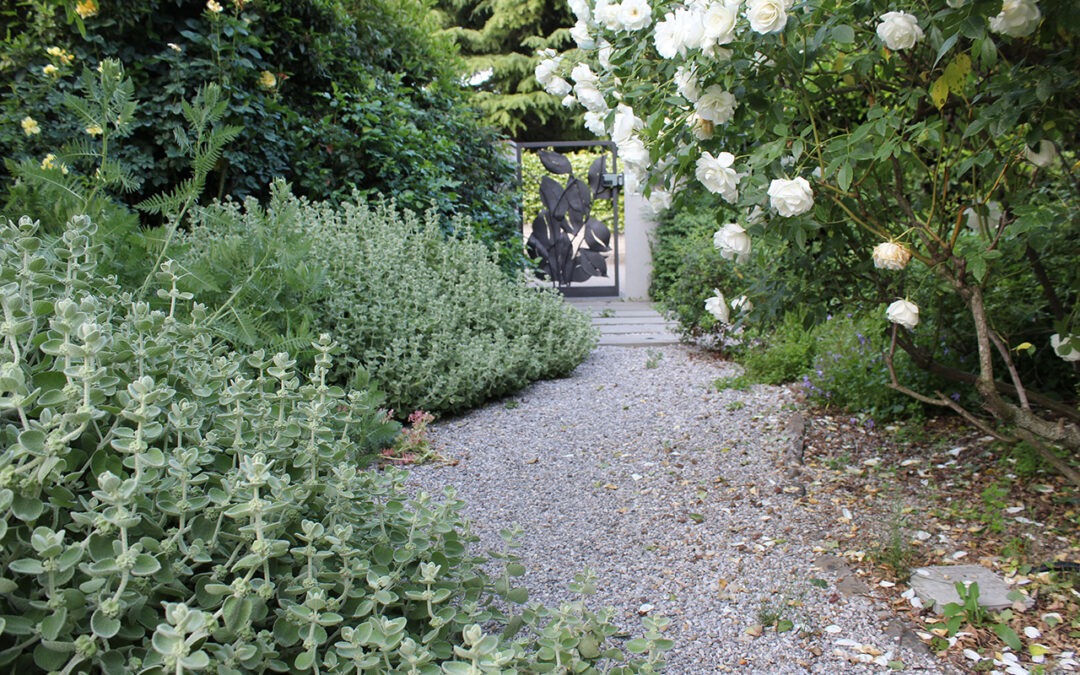 lI mio Dry Garden a maturità
